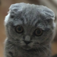 Scottish Fold, Kedi  duman fotoğrafı