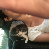 Tekir Kedi, Kedi  Legolas fotoğrafı