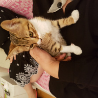 Tekir Kedi, Kedi  Kıtır fotoğrafı