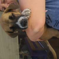 Boxer, Köpek  Badi fotoğrafı