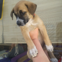 Boxer, Köpek  Badi fotoğrafı