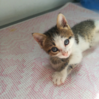 Tekir Kedi, Kedi  Maru fotoğrafı