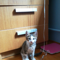 Tekir Kedi, Kedi  Maru fotoğrafı