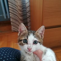 Tekir Kedi, Kedi  Maru fotoğrafı