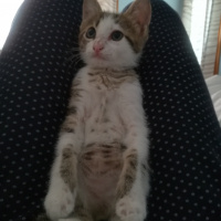 Tekir Kedi, Kedi  Maru fotoğrafı