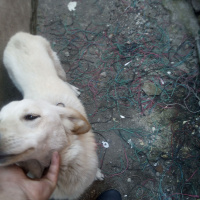 Golden Retriever, Köpek  Hera fotoğrafı