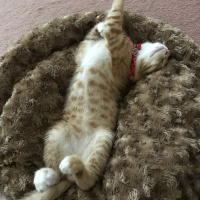 Tekir Kedi, Kedi  Kaju fotoğrafı