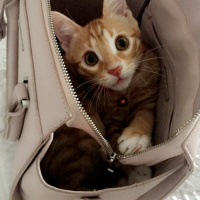Tekir Kedi, Kedi  Kaju fotoğrafı