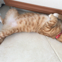 Tekir Kedi, Kedi  Kaju fotoğrafı