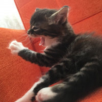 Tekir Kedi, Kedi  Cesur, Fındık, Fıstık fotoğrafı