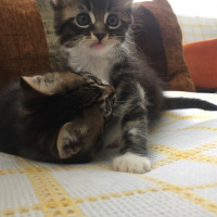 Tekir Kedi, Kedi  Cesur, Fındık, Fıstık fotoğrafı