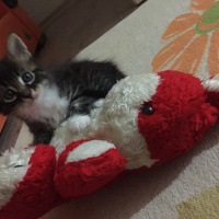 Tekir Kedi, Kedi  Cesur, Fındık, Fıstık fotoğrafı