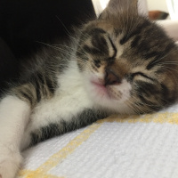 Tekir Kedi, Kedi  Cesur, Fındık, Fıstık fotoğrafı