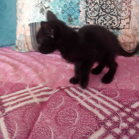 Bombay, Kedi  Gece fotoğrafı