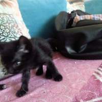 Bombay, Kedi  Gece fotoğrafı