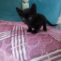 Bombay, Kedi  Gece fotoğrafı