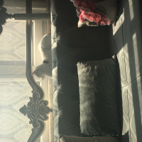 Tekir Kedi, Kedi  Şanslı fotoğrafı