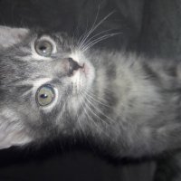 British Shorthair, Kedi  Duman fotoğrafı