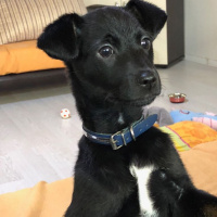 Sokö (Sokak Köpeği), Köpek  Leo fotoğrafı