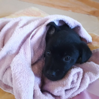 Sokö (Sokak Köpeği), Köpek  Leo fotoğrafı