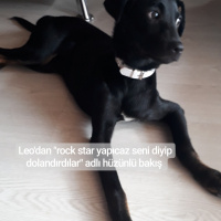 Sokö (Sokak Köpeği), Köpek  Leo fotoğrafı