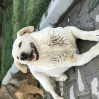 Labrador Retriever, Köpek  Korsan fotoğrafı
