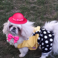 Pekingese, Köpek  KÖPÜK fotoğrafı