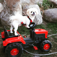 Pekingese, Köpek  KÖPÜK fotoğrafı