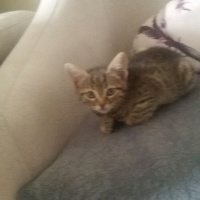 Tekir Kedi, Kedi  Zeyna, fotoğrafı