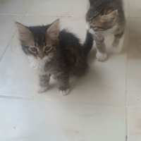 Tekir Kedi, Kedi  Zeyna, fotoğrafı