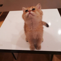 British Shorthair, Kedi  Henüz isimsizler fotoğrafı