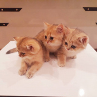 British Shorthair, Kedi  Henüz isimsizler fotoğrafı