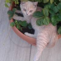 British Shorthair, Kedi  karemel fotoğrafı