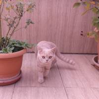 British Shorthair, Kedi  karemel fotoğrafı