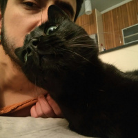 Bombay, Kedi  Gece fotoğrafı