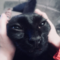 Bombay, Kedi  Gece fotoğrafı