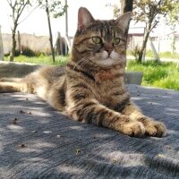 Tekir Kedi, Kedi  Sofi fotoğrafı