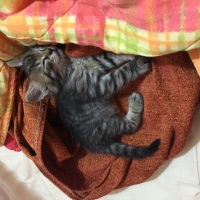 Tekir Kedi, Kedi  Gece fotoğrafı