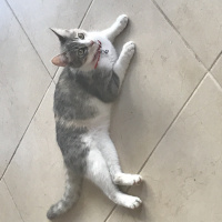 Tekir Kedi, Kedi  Bella fotoğrafı