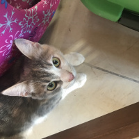 Tekir Kedi, Kedi  Bella fotoğrafı
