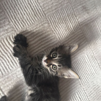 Tekir Kedi, Kedi  sevimli minnoşlar fotoğrafı
