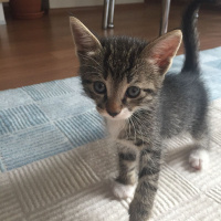 Tekir Kedi, Kedi  sevimli minnoşlar fotoğrafı