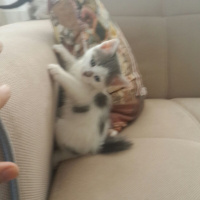 Tekir Kedi, Kedi  sevimli minnoşlar fotoğrafı