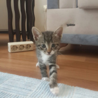 Tekir Kedi, Kedi  sevimli minnoşlar fotoğrafı