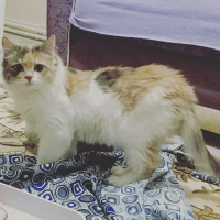 Chinchilla, Kedi  Aşure fotoğrafı