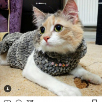 Chinchilla, Kedi  Aşure fotoğrafı