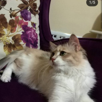 Chinchilla, Kedi  Aşure fotoğrafı