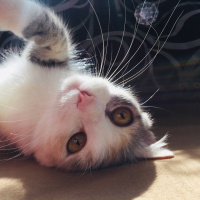 Tekir Kedi, Kedi  Kali fotoğrafı
