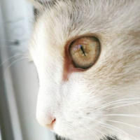 Tekir Kedi, Kedi  Kali fotoğrafı