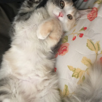 Tekir Kedi, Kedi  Kali fotoğrafı